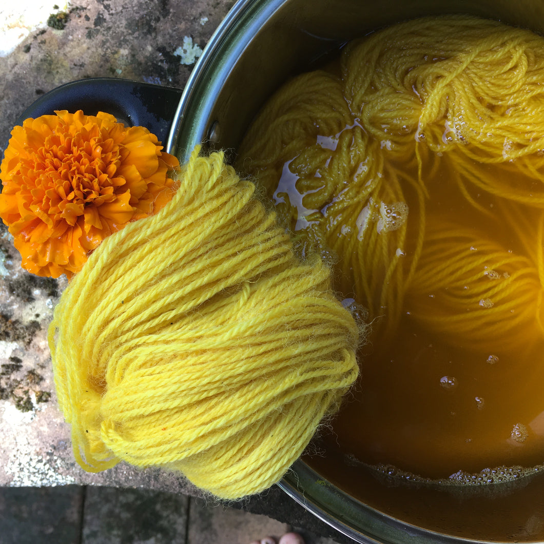 Introduction to Botanical Dyeing- Extraction Method  13th of July